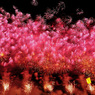 Fireworks of full bloom...