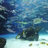 水族館