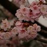ちょい　夜桜ぎみ