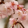 雫桜