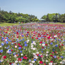 カラフルなお花畑