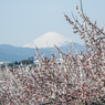梅と富士山