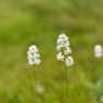 高原の白花