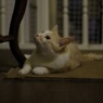 あれなんだ？