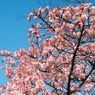 小石川植物園の寒桜-1