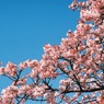 小石川植物園の寒桜-2