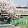 桜と小田急ロマンスカー