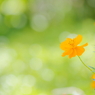 Golden cosmos