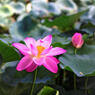 明華