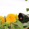 ひまわり（東北八重？）