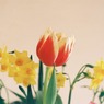 花瓶の花