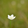 高原に白花一輪