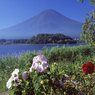 芙蓉の花と富士
