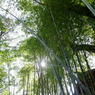 竹林