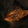 夕日の中の猫