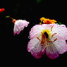 雨に濡れる花