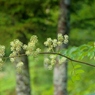 上高地で見た花。