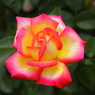 薔薇