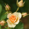 薔薇