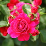 薔薇