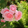 薔薇