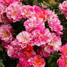 薔薇