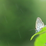 晩夏の雨に打たれて