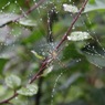 雨にも負けず