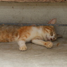猫寺（御誕生寺）～縁の下で眠るニャンコ～
