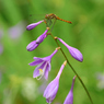 高原に咲くギボウシの花