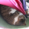 猫寺（御誕生寺）～水がめ風傘立てで眠るニャンコ～
