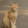 きりっとしたポーズ猫さん