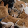 猫大集合