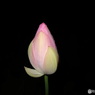 夜の蓮の花