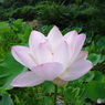 朝の蓮の花
