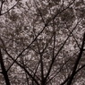 魚見桜