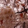 魚見桜