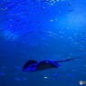 水族館