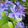 紫陽花02