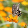 アゲハチョウ