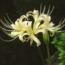 白花曼珠沙華