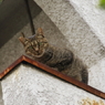 おや、ひさしぶり