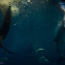 美ら海水族館　もぐもぐタイム