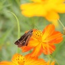 セセリチョウ