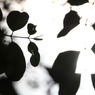 Leaf shadows