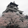 桜と熊本城