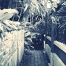 IMG_1487effected2