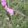 野草とアリ