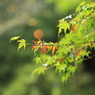 雨と紅色