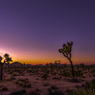 Joshua Tree National Park